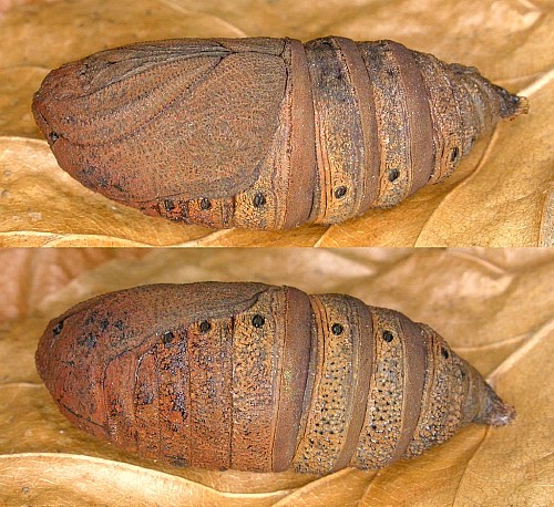 Pupa of Aglia tau, Czechia. Photo: © Mark Boddington.