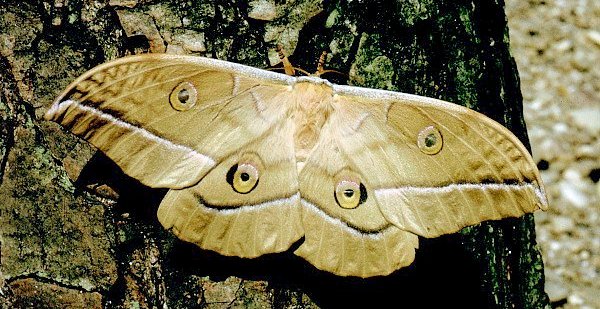 Female Antheraea yamamai (sandy-coloured form), Hainsdorf-Brunnsee, nr. Mureck, SE Austria. Photo: © Tony Pittaway.