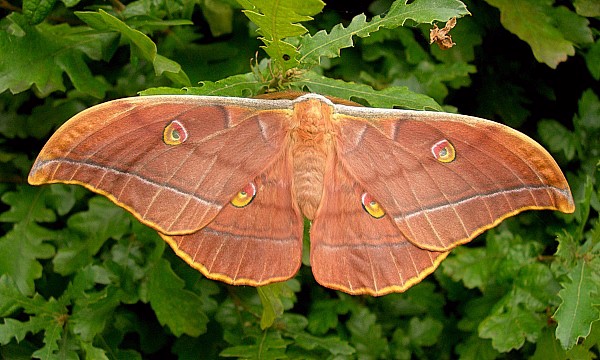 Male Antheraea yamamai (copper-coloured form), Czechia. Photo: © Tony Pittaway.