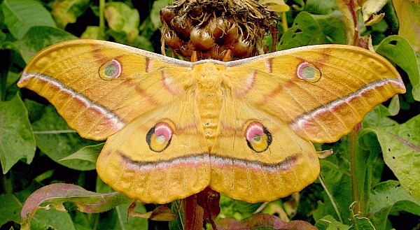 Female Antheraea yamamai (yellow form), Czechia. Photo: © Tony Pittaway.