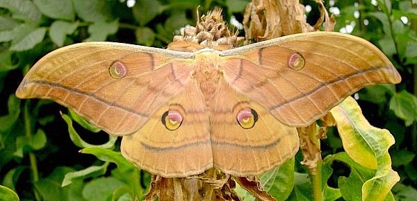 Male Antheraea yamamai (khaki-coloured form), Czechia. Photo: © Tony Pittaway.
