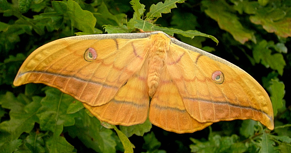 Male Antheraea yamamai (yellow-coloured form), Czechia. Photo: © Tony Pittaway.