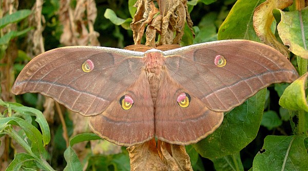 Male Antheraea yamamai (brown-coloured form), Czechia. Photo: © Tony Pittaway.