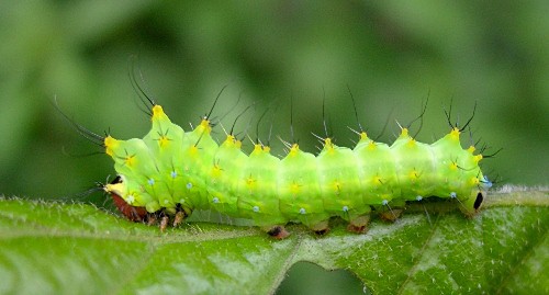 Second instar larva of Antheraea yamamai, Czechia. Photo: © Tony Pittaway.