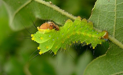Third instar larva of Antheraea yamamai, Czechia. Photo: © Tony Pittaway.