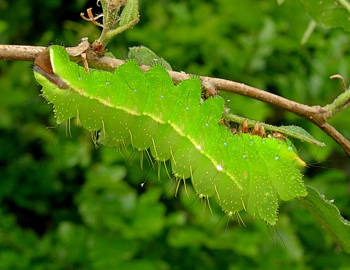 Fourth instar larva of Antheraea yamamai, Czechia. Photo: © Tony Pittaway.