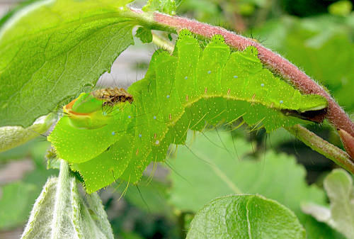 Full grown larva of Antheraea yamamai on Salix caprea, Czechia. Photo: © Tony Pittaway.