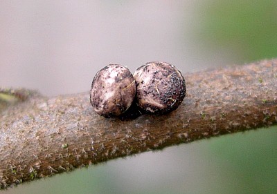 Eggs of Antheraea yamamai, Czechia. Photo: © Tony Pittaway.