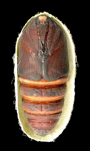 Female pupa of Antheraea yamamai, Czechia. Photo: © Tony Pittaway.