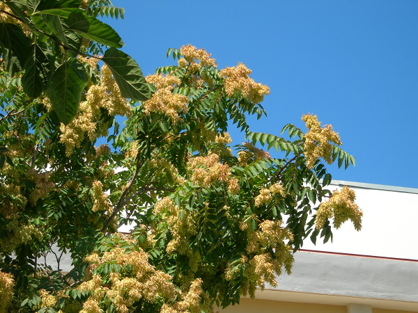 Seeding Ailanthus altissima, the main host of Samia cynthia, Rethymno, Crete. Photo: © Tony Pittaway.