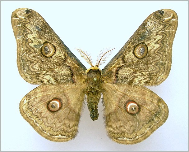 Male Rinaca lindia (dark form, faded), Shimla (2500m), Himachal Pradesh, India. Photo: © Tony Pittaway, NHMUK