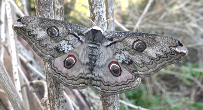 Female Rinaca lindia (fresh, unfaded), Pakistan. Photo: © Bart Coppens.