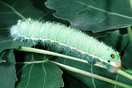 Full-grown larva of Rinaca lindia on Populus, Kashmir, India. Photo: © Ric Peigler