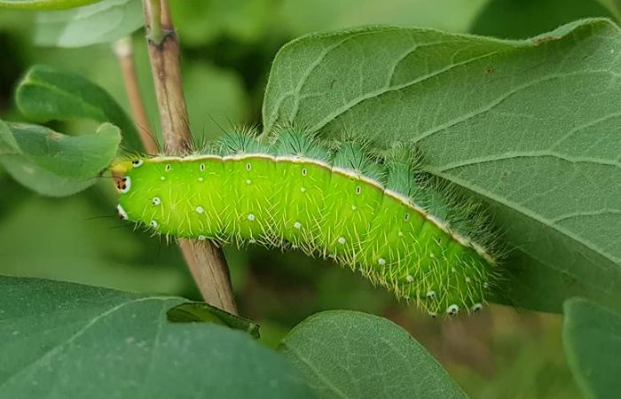 Full-grown larva of Rinaca lindia on Lonicera, Gilgit-Baltistan, Pakistan, 16.vii.2018. Photo: © Serge Yevdoshenko.