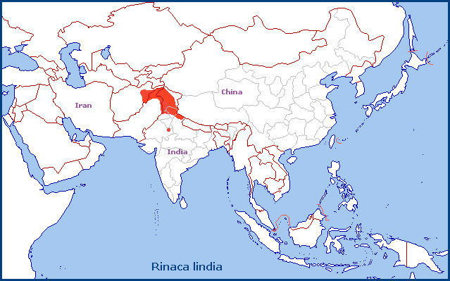 Global distribution of Rinaca lindia. Map: © Tony Pittaway.