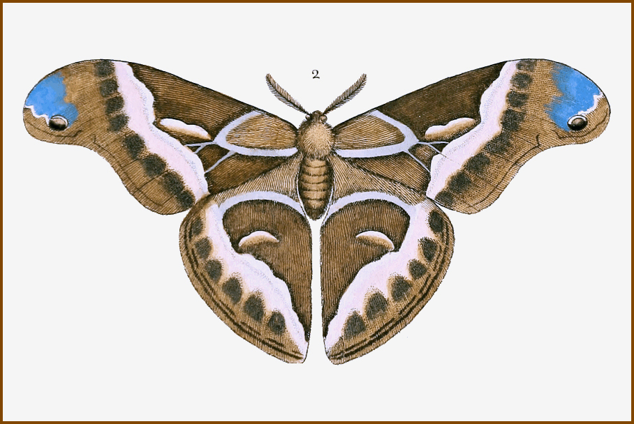 Phalaena (Attacus) cynthia from a plate in Drury, 1773.