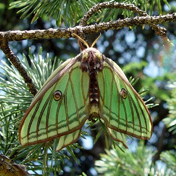 Female Graellsia isabellae, Canton Valais, Switzerland. Photo: © Heinz Rothacher.