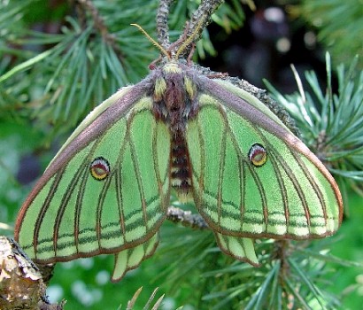 Female Graellsia isabellae, Canton Valais, Switzerland. Photo: © Heinz Rothacher.