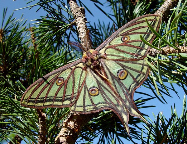 Disturbed male Graellsia isabellae, Canton Valais, Switzerland. Photo: © Heinz Rothacher.