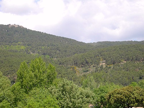Habitat of Graellsia isabellae, Sierra de Guadarrama, Spain. Photo: © Tony Pittaway.
