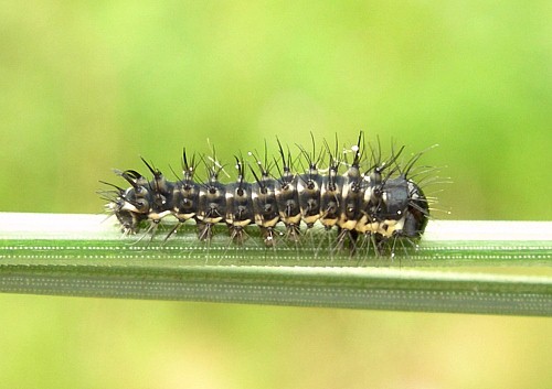 First instar larva of Graellsia isabellae, Canton Valais, Switzerland. Photo: © Tony Pittaway.