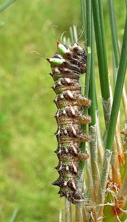 Third instar larva of Graellsia isabellae, Canton Valais, Switzerland. Photo: © Tony Pittaway.