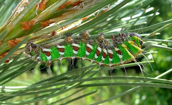 Final instar larva of Graellsia isabellae, Canton Valais, Switzerland. Photo: © Tony Pittaway.