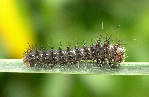 Early second instar larva of Graellsia isabellae, Canton Valais, Switzerland. Photo: © Tony Pittaway.
