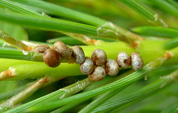 Eggs of Graellsia isabellae, Canton Valais, Switzerland. Photo: © Tony Pittaway.