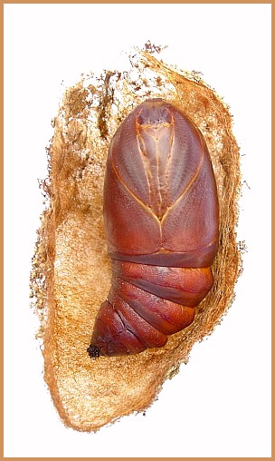 Female pupa of Graellsia isabellae, Canton Valais, Switzerland. Photo: © Tony Pittaway.