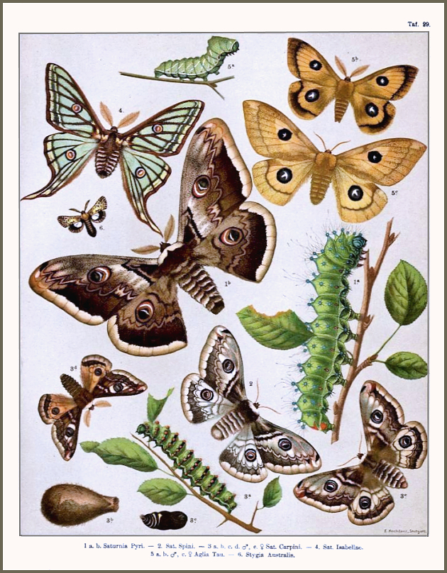 A plate from Heinemann (1870), with Graellsia isabellae, Aglia tau, Saturnia pyri, Saturnia pavonia and Saturnia spini.