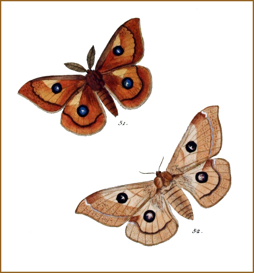 Part of a plate from Hübner (1796). The male is f. <i>cupreola</i> Werner, 1902.
