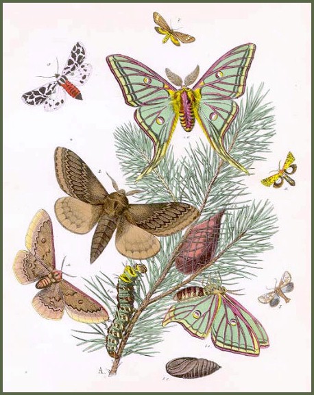A plate from Kirby (1882), with Graellsia isabellae and Perisomena caecigena.