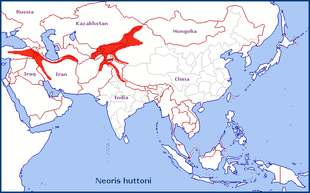 Global distribution of Neoris huttoni. Map: © Tony Pittaway.