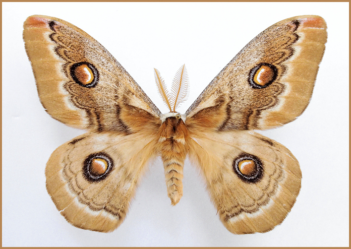 Male Neoris huttoni naessigi (faded), 40km NE Elazig, SE Turkey, ex.p. 10.viii.1991, bred 1993, leg. M. Geck. Photo: © Tony Pittaway.