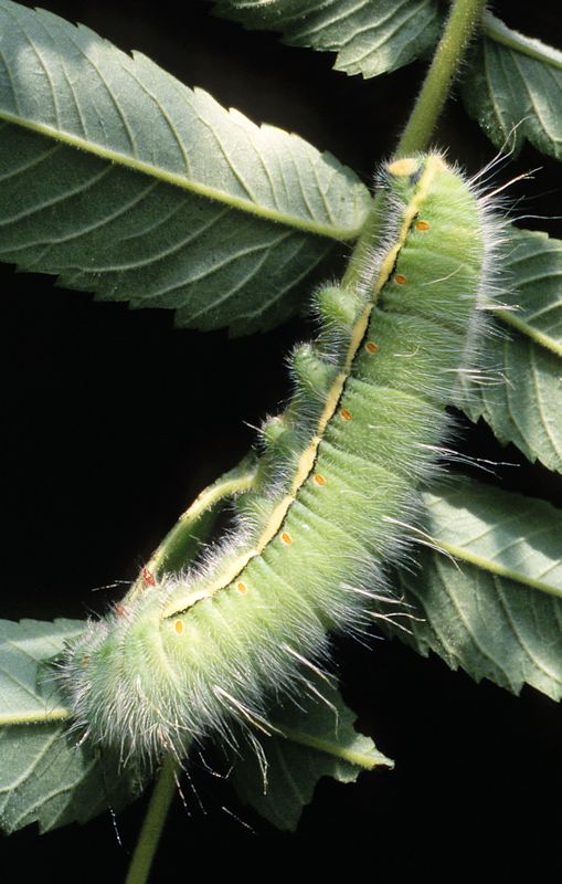 Full-grown larva of Neoris huttoni naessigi, E. Turkey. Photo: © Tony Pittaway.