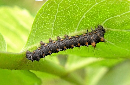 First instar larva of Neoris huttoni shadulla, Bishkek, Kyrgyzstan. Photo: © Tony Pittaway.