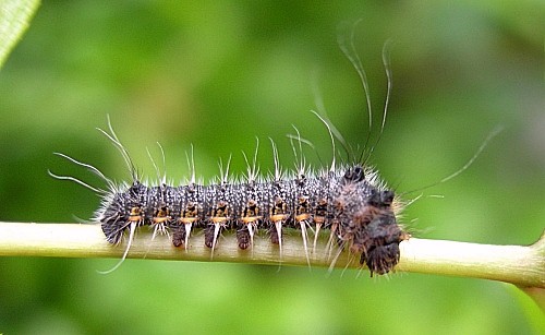 Second instar larva of Neoris huttoni shadulla, Bishkek, Kyrgyzstan. Photo: © Tony Pittaway.