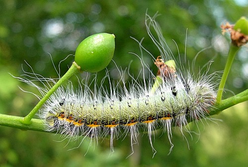 Part-grown fourth instar larva (green form) of Neoris huttoni shadulla, Bishkek, Kyrgyzstan. Photo: © Tony Pittaway.