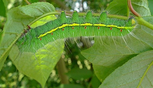Final instar green form larva of Neoris huttoni shadulla, Bishkek, Kyrgyzstan. Photo: © Tony Pittaway.