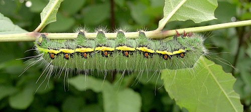 Final instar intermediate form larva of Neoris huttoni shadulla, Bishkek, Kyrgyzstan. Photo: © Tony Pittaway.