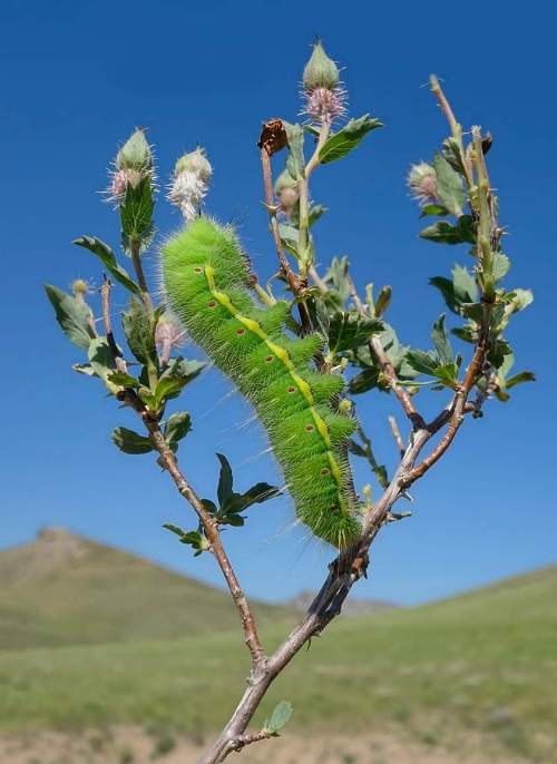 Full-grown larva of Neoris huttoni shadulla (green form) on Rosa persica, Karatau Mountains, South Kazakhstan, 15.v.2019. Photo: © Dmitry Shovkoon.