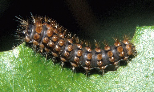First instar larva of Perisomena caecigena. Photo: © Tony Pittaway.