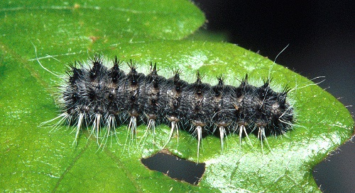 Second instar larva of Perisomena caecigena. Photo: © Tony Pittaway.