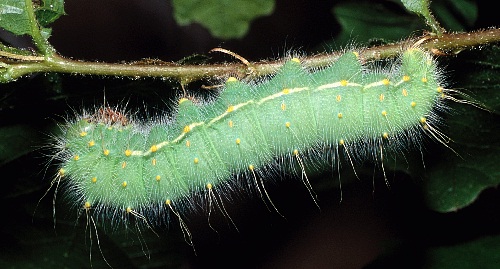 Full-grown larva of Perisomena caecigena. Photo: © Tony Pittaway.