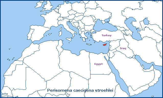 Global distribution of Perisomena caecigena stroehlei. Map: © Tony Pittaway.