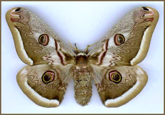 Female Saturnia atlantica, North Africa. Photo: © Reinhart Roehrig.