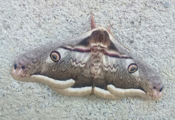 Male Saturnia atlantica, Tigwelmamin, Makouda, Algeria, 22.ii.2020. Photo: © Rosslen.