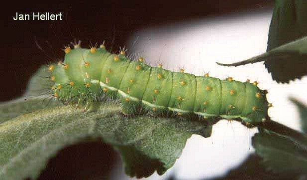 Final instar larva of Saturnia atlantica, North Africa. Photo: © Jan Hellert.