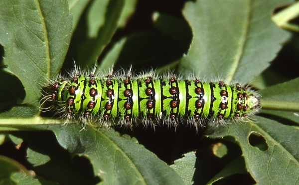 Final instar larva of Saturnia cephalariae, Kop Dagi (2200m), Bayburt Province, Turkey, 20.vii.2006. Photo: © Emmanuel Ruiz.